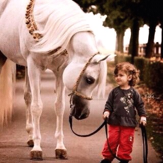 رمزيات خيول وبنات