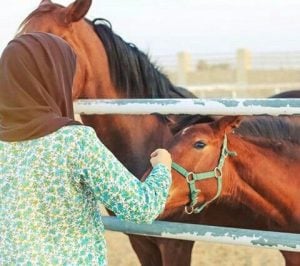 رمزيات خيول وبنات