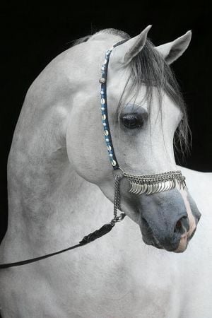 رمزيات خيول وبنات