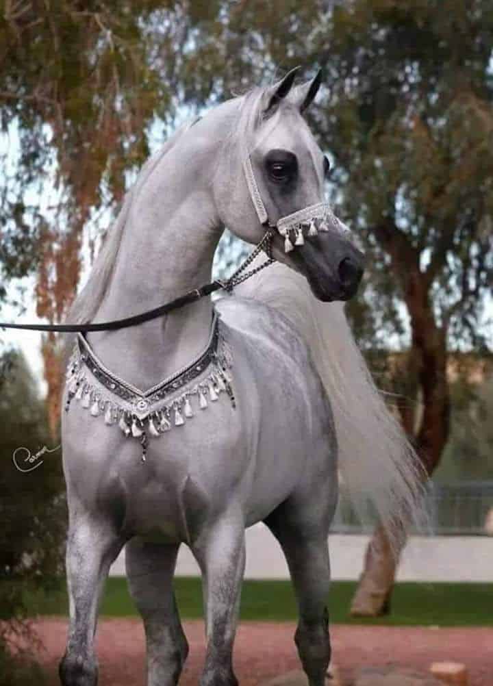 رمزيات خيول وبنات