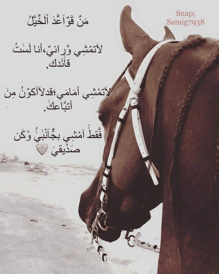 رمزيات خيول وبنات