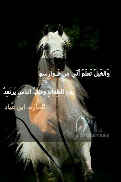 شعر عن فارسة الخيل