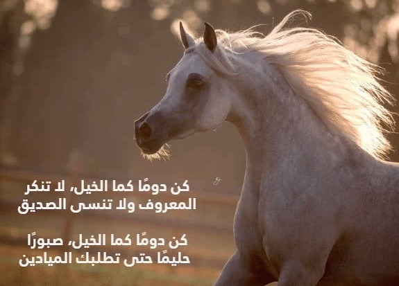 شعر في وصف الفارس