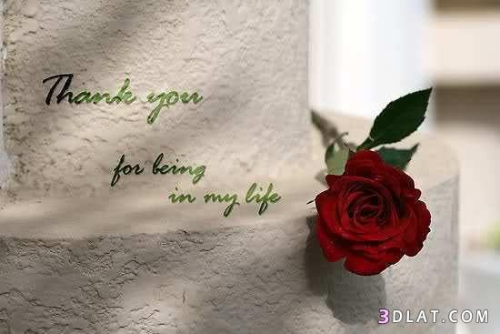 شكرا لك حبيبي
