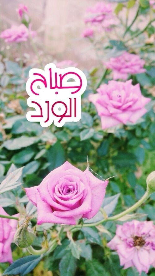 صباح الورد وعطره