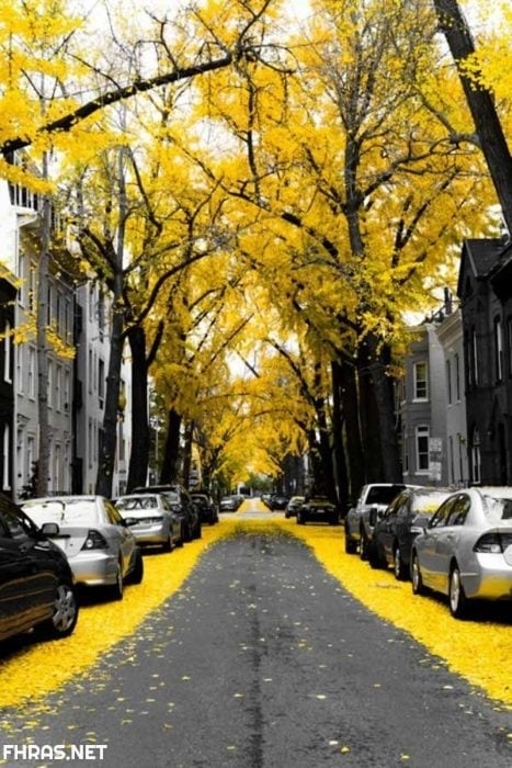 صور صفراء