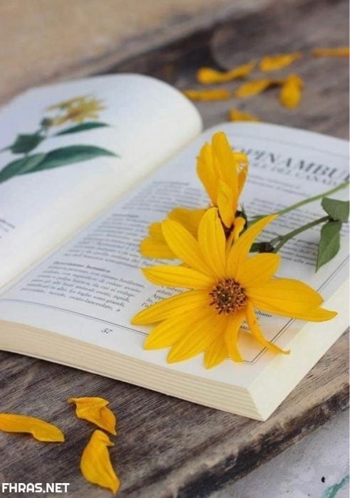 صور صفراء
