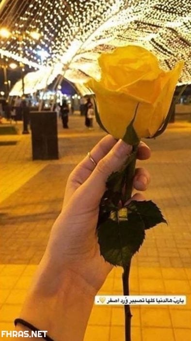 صور صفراء