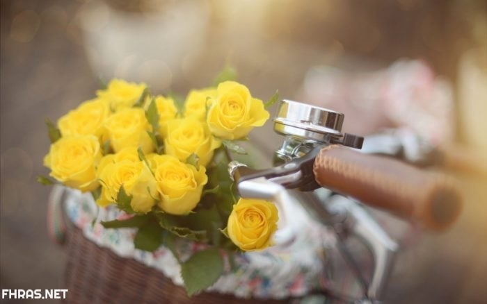 صور صفراء