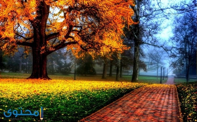 صور طبيعيه