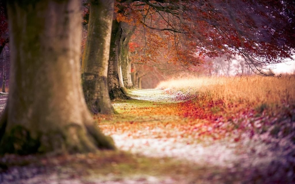 صور طبيعيه