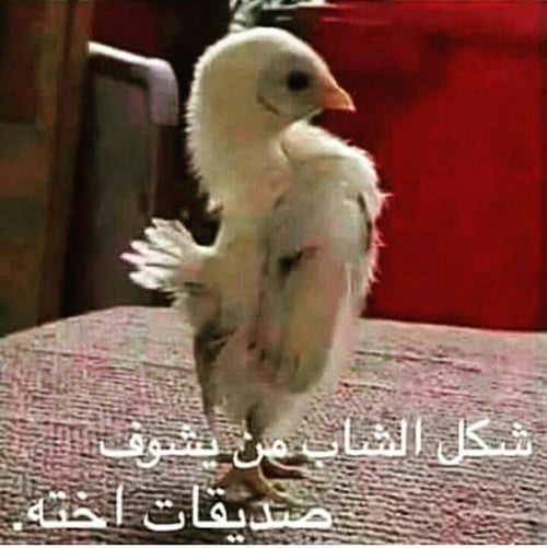 صور مضحكة جدا