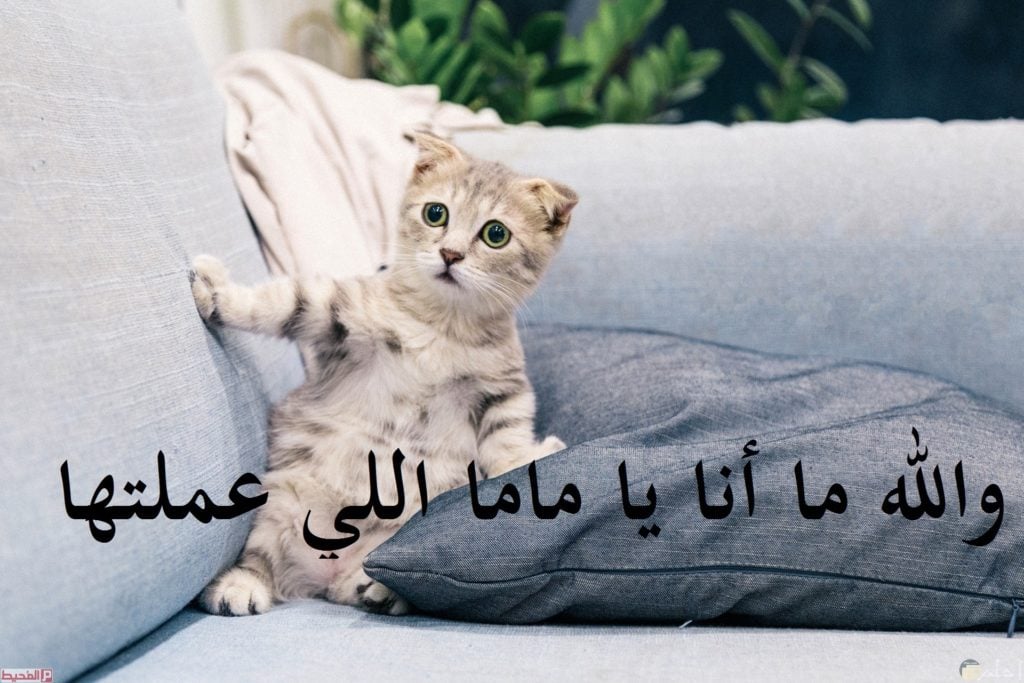 صور مضحكة جدا