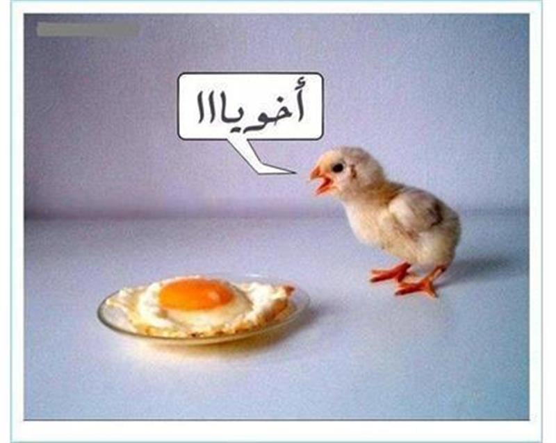صور مضحكة جدا