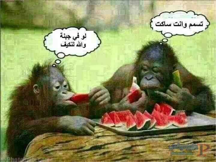صور مضحكة جدا