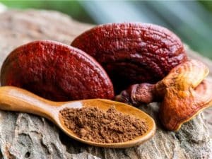 طريقة استخدام الفطر الريشي للتخسيس