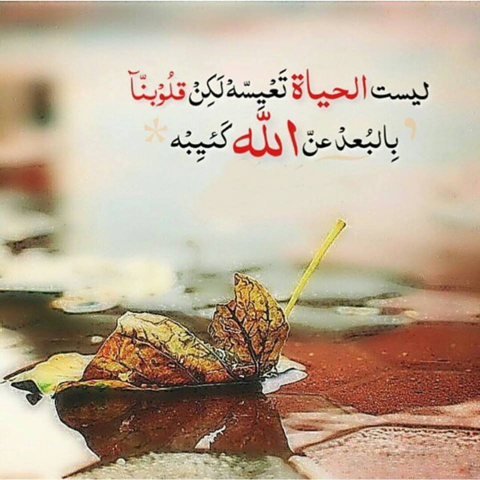 كلام جميل عن جمال الحياة