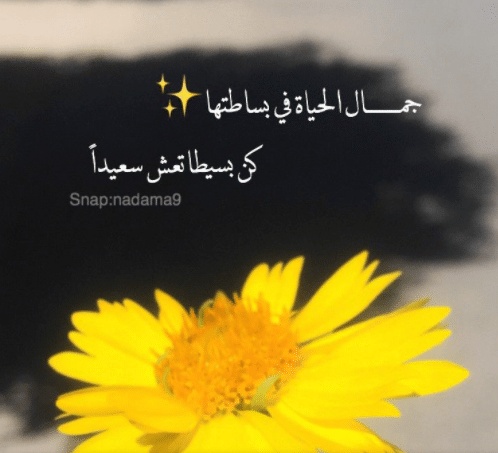 كلام جميل عن جمال الحياة