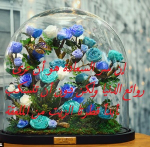 كلام في الصميم