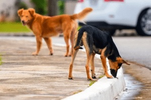 محل كلاب في الكويت