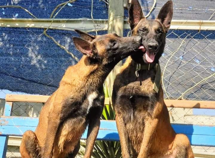 محل كلاب في الكويت