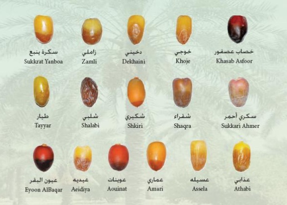 مطويات عن التمر