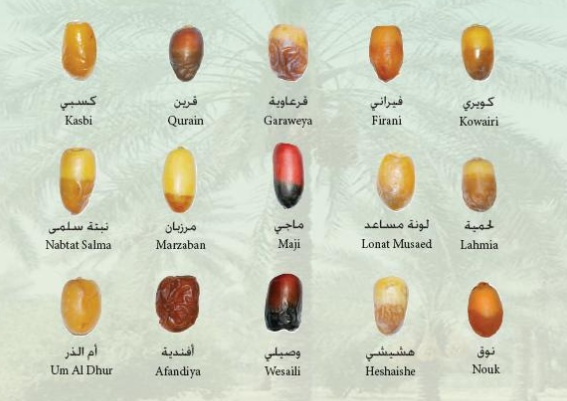 مطويات عن التمر