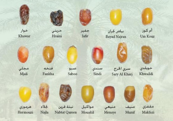 مطويات عن التمر