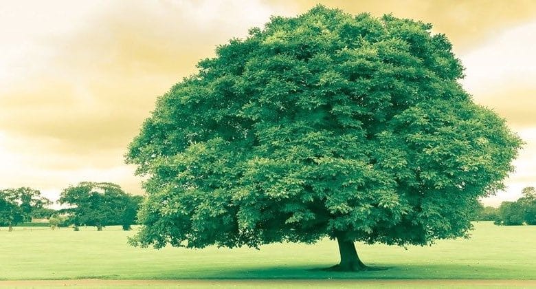 مقدمة وخاتمة عن جمال الطبيعة