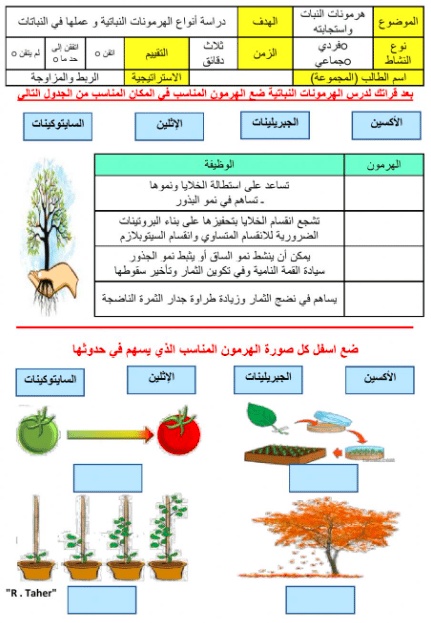 ورقة عمل النباتات الزهرية