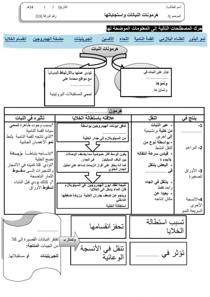 ورقة عمل النباتات الزهرية