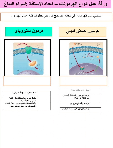 ورقة عمل النباتات الزهرية
