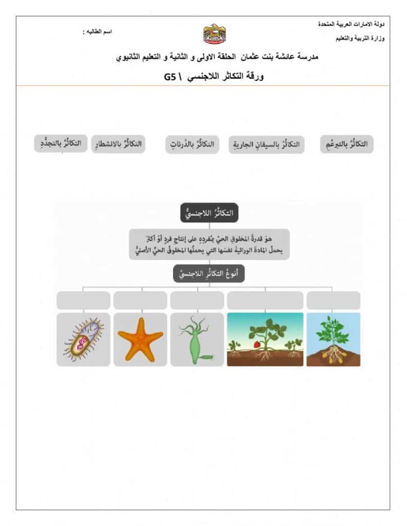 ورقة عمل النباتات الزهرية