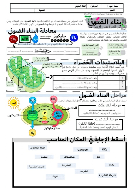 ورقة عمل النباتات الزهرية