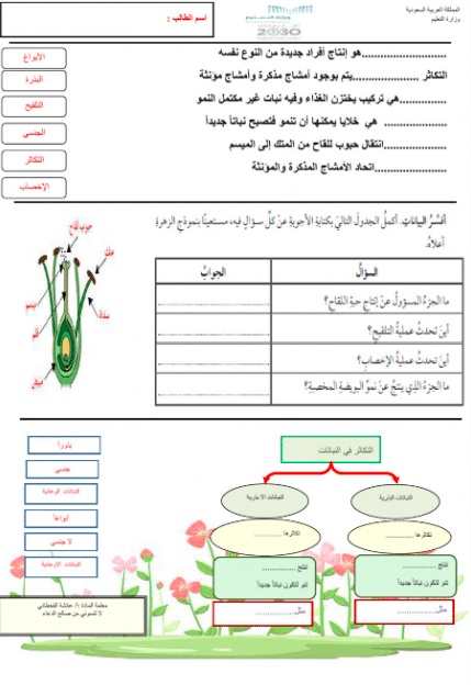 ورقة عمل النباتات الزهرية