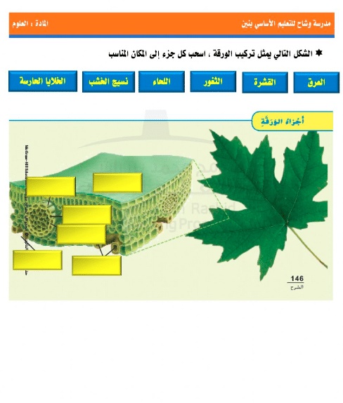 ورقة عمل النباتات الزهرية