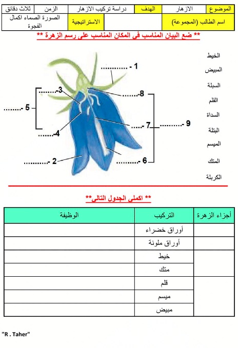 ورقة عمل النباتات الزهرية