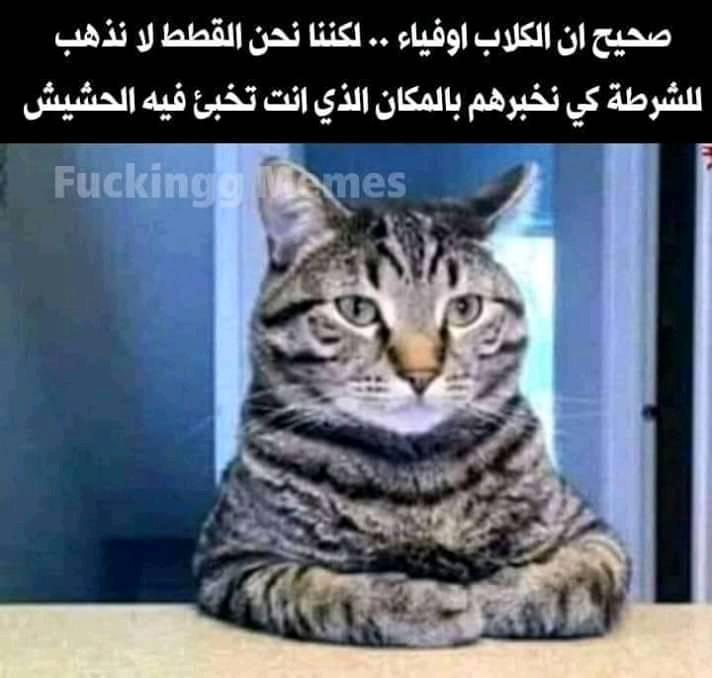 نكت مغربية بالدارجة 2020