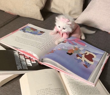 اجمل ما قيل عن القطط