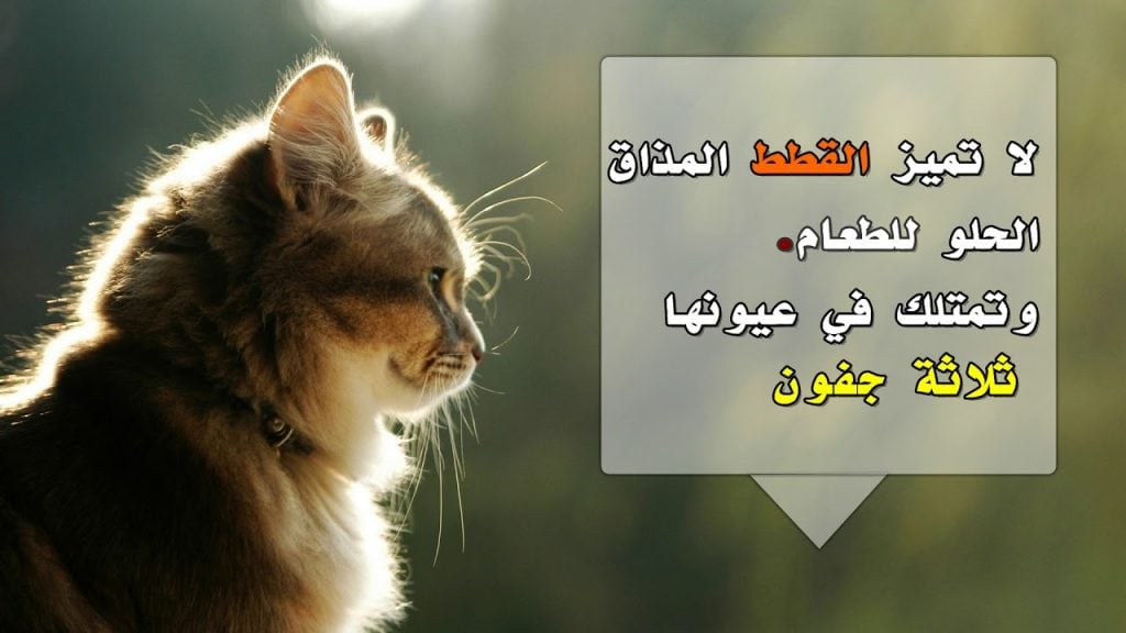 اجمل ما قيل عن القطط
