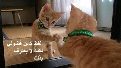 اجمل ما قيل عن القطط