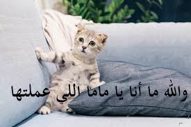اجمل ما قيل عن القطط