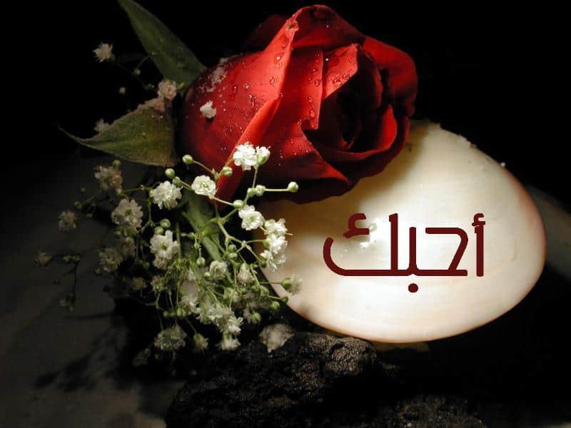 اجمل وردة حب في العالم