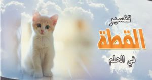 القطة في المنام وتفسير رؤية القطط في الحلم بالتفصيل
