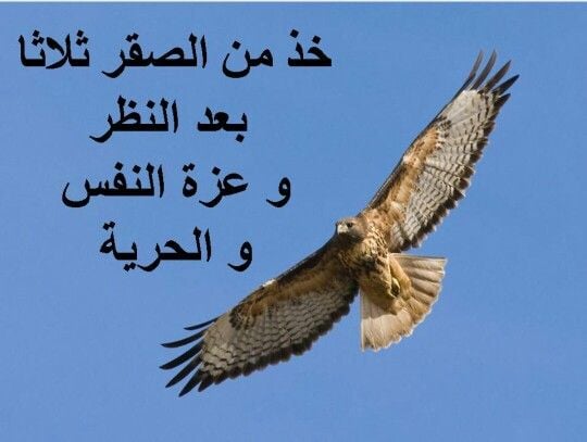 امثال شعبية عن الصقر