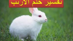 تفسير حلم الأرنب في المنام