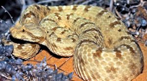 تفسير حلم الحية في المنام