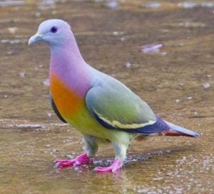 تفسير حلم رؤية الحمام في المنام