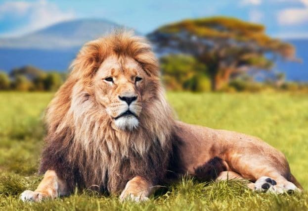 صور اسد : اجمل الصور للاسود والنمور، اسد ثري دي، خلفيات اسود 