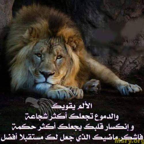 صور اسد : اجمل الصور للاسود والنمور، اسد ثري دي، خلفيات اسود 